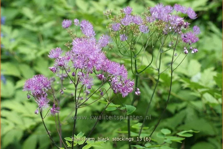 Thalictrum aquilegifolium 'Black Stockings'