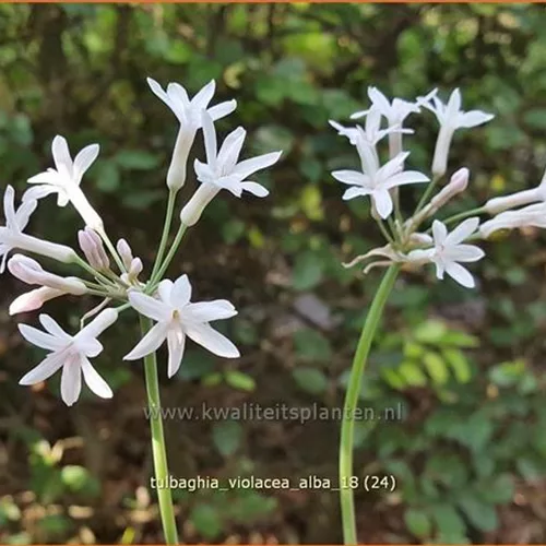 Tulbaghia violacea 'Alba'
