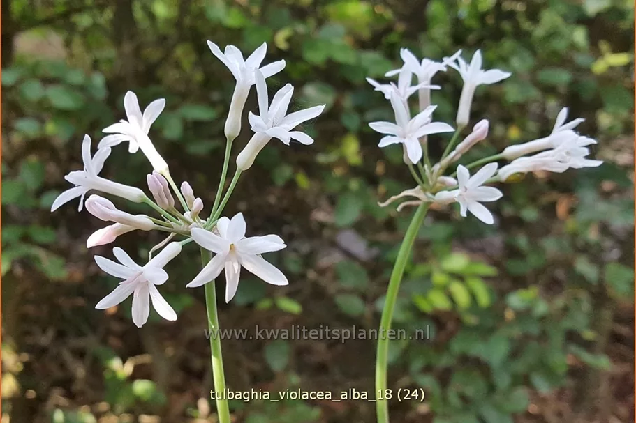 Tulbaghia violacea 'Alba'
