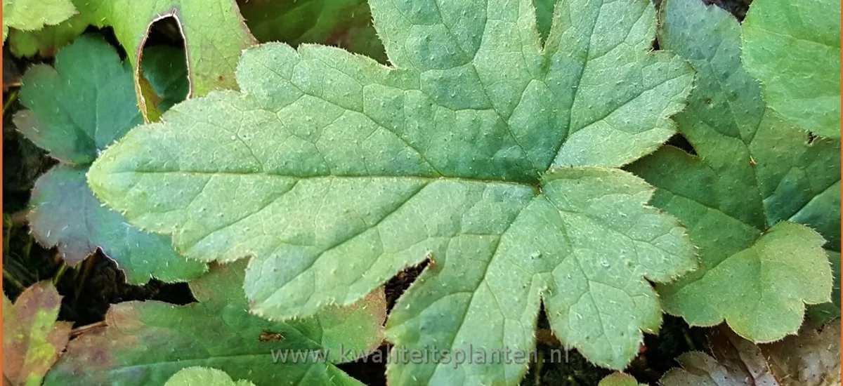 Tiarella cordifolia 'Oakleaf'