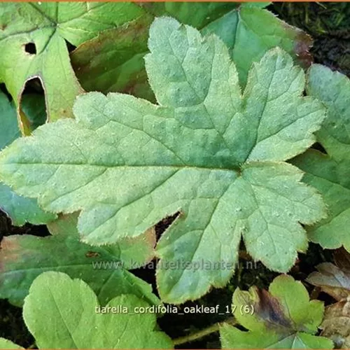 Tiarella cordifolia 'Oakleaf'