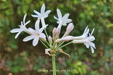 Tulbaghia violacea 'Alba'