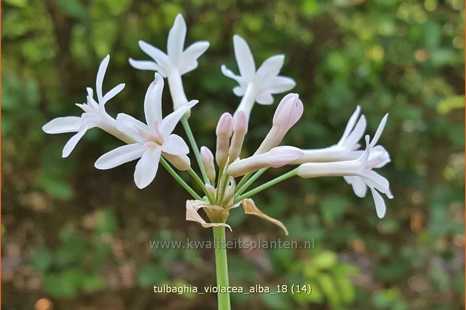 Tulbaghia violacea 'Alba'