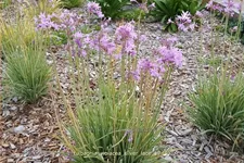 Tulbaghia violacea 'Silver Lace'