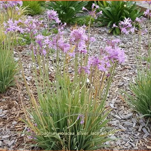 Tulbaghia violacea 'Silver Lace'