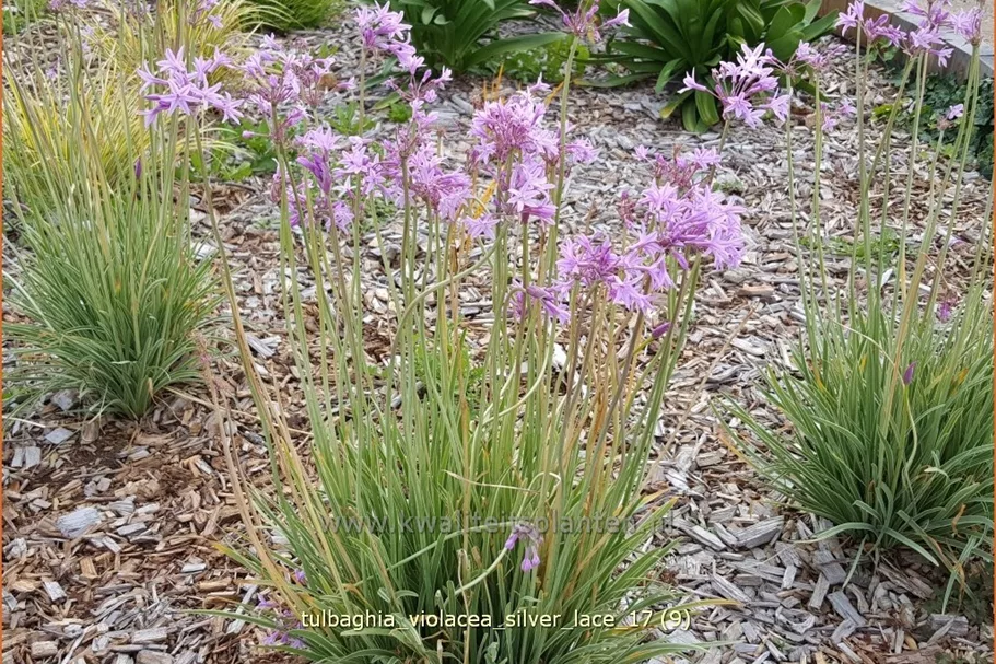 Tulbaghia violacea 'Silver Lace'