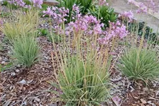 Tulbaghia violacea 'Silver Lace'