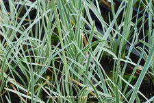 Tulbaghia violacea 'Silver Lace'