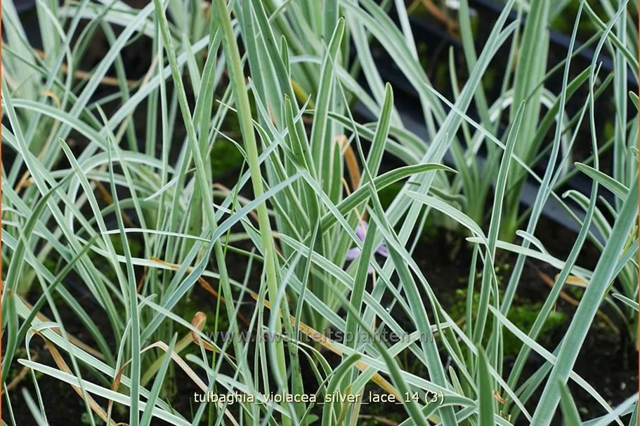 Tulbaghia violacea 'Silver Lace'