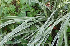 Tulbaghia violacea 'Silver Lace'