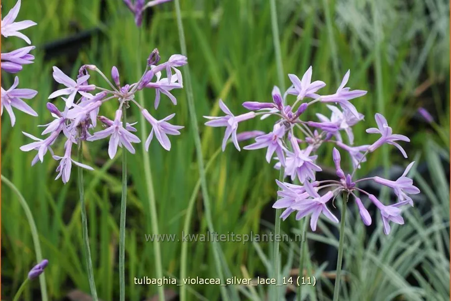 Tulbaghia violacea 'Silver Lace'