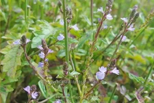 Verbena officinalis