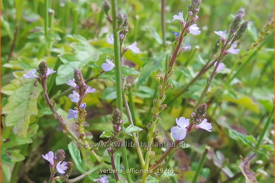 Verbena officinalis