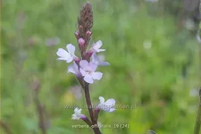 Verbena officinalis
