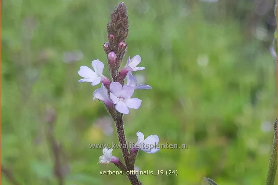 Verbena officinalis