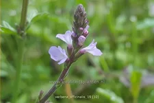 Verbena officinalis