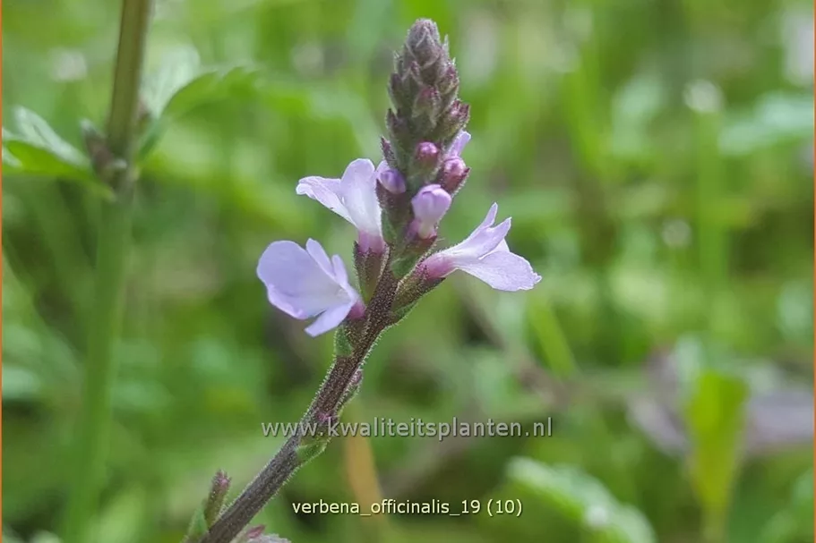 Verbena officinalis