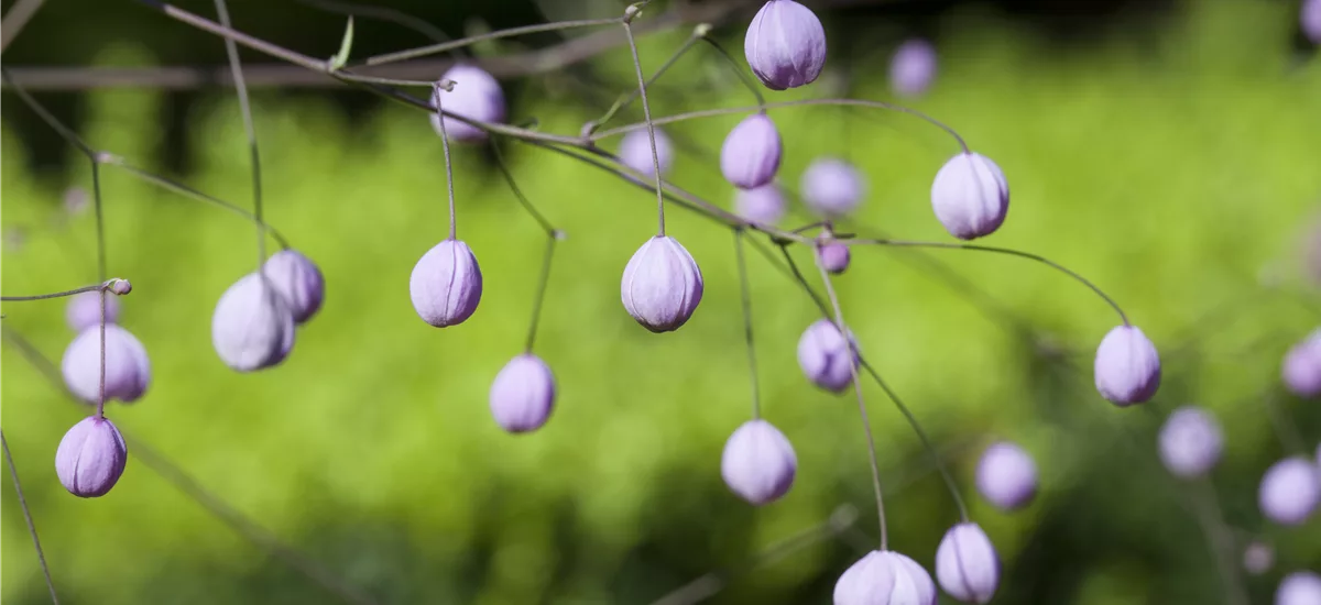 Thalictrum delavayi