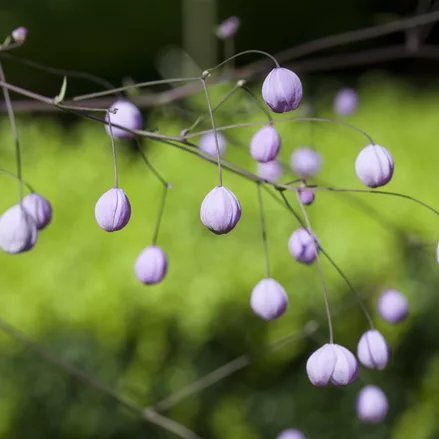 Thalictrum delavayi