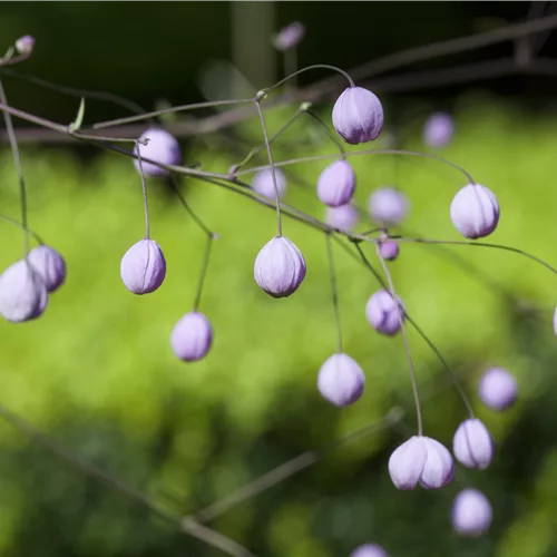 Thalictrum delavayi