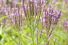 Verbena officinalis