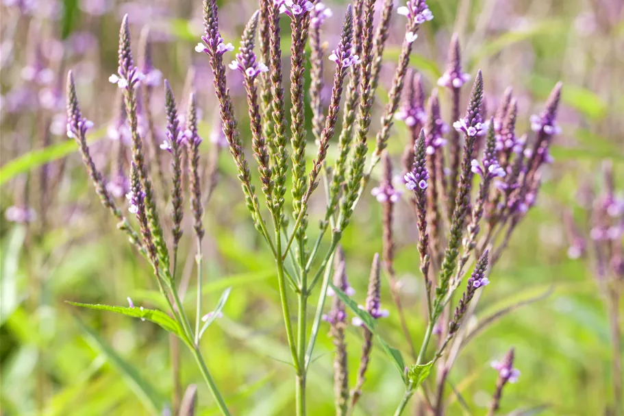 Verbena officinalis
