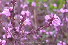 Verbena officinalis var. grandiflora 'Bampton'