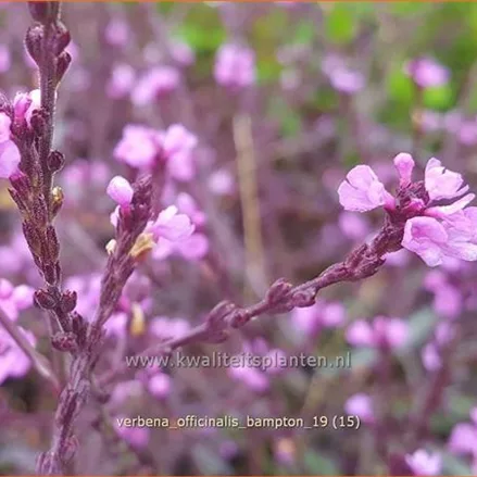 Verbena officinalis var. grandiflora 'Bampton'