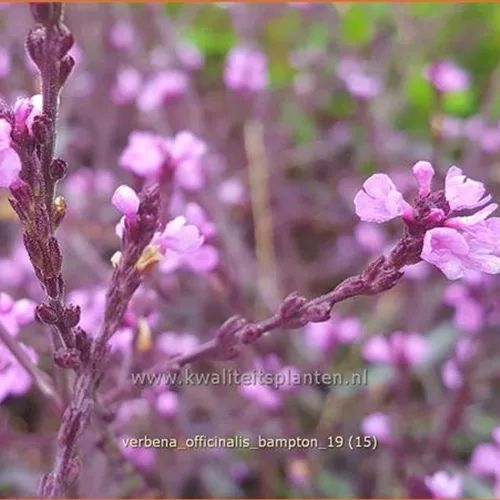 Verbena officinalis var. grandiflora 'Bampton'