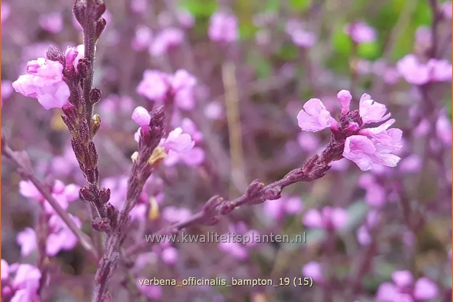 Verbena officinalis var. grandiflora 'Bampton'