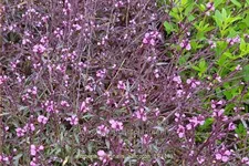 Verbena officinalis var. grandiflora 'Bampton'