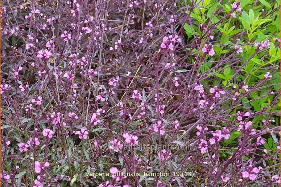 Verbena officinalis var. grandiflora 'Bampton'