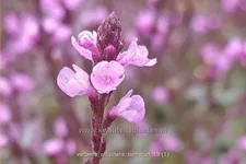 Verbena officinalis var. grandiflora 'Bampton'