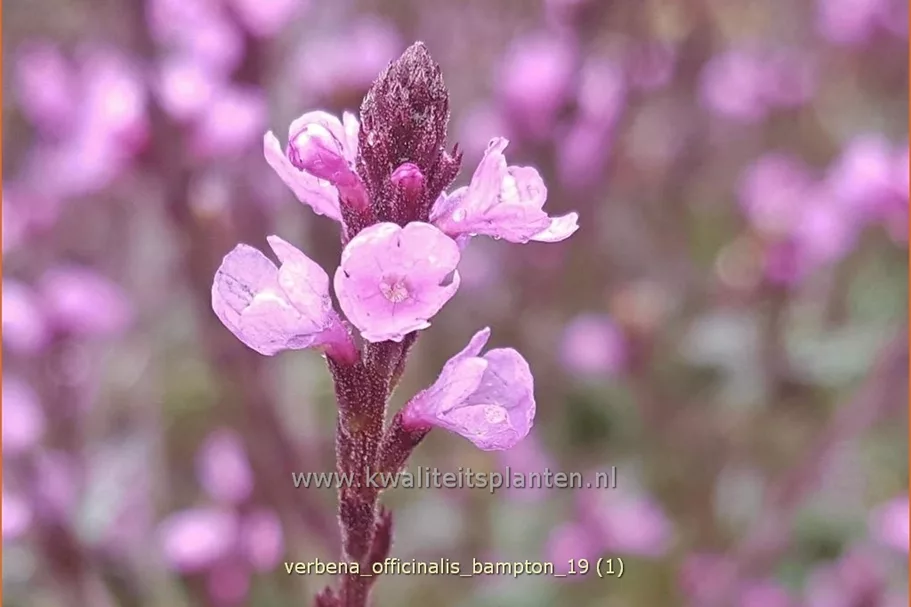 Verbena officinalis var. grandiflora 'Bampton'