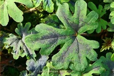 Tiarella 'Emerald Ellie'