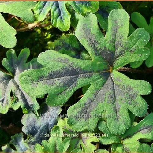Tiarella 'Emerald Ellie'