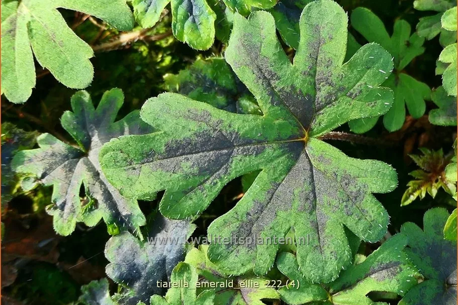Tiarella 'Emerald Ellie'