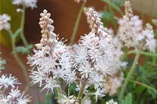 Tiarella 'Emerald Ellie'
