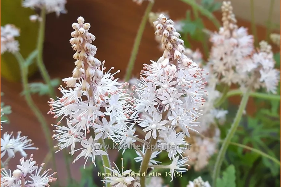 Tiarella 'Emerald Ellie'