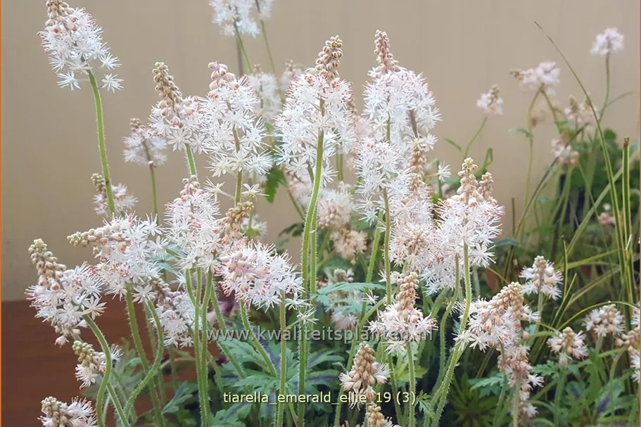 Tiarella 'Emerald Ellie'