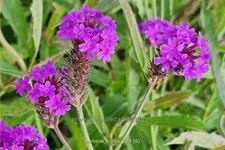 Verbena rigida