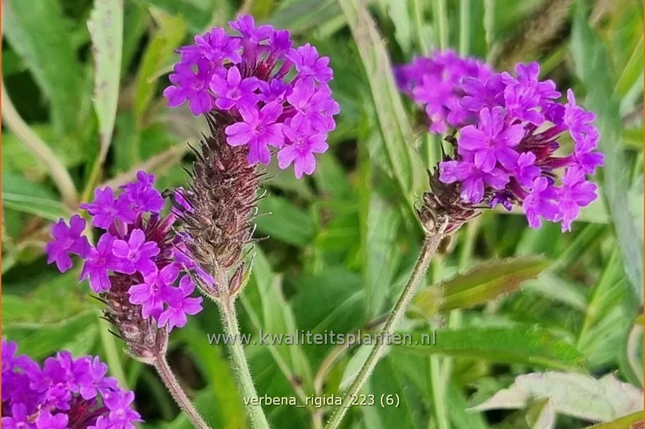 Verbena rigida