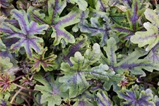 Tiarella 'Emerald Ellie'