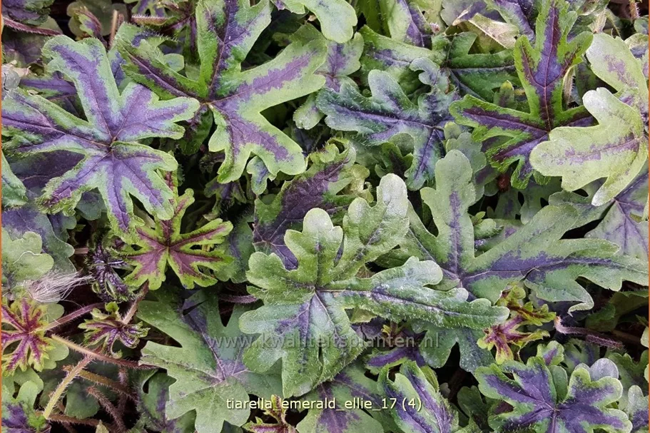 Tiarella 'Emerald Ellie'