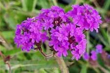 Verbena rigida