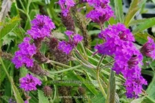 Verbena rigida