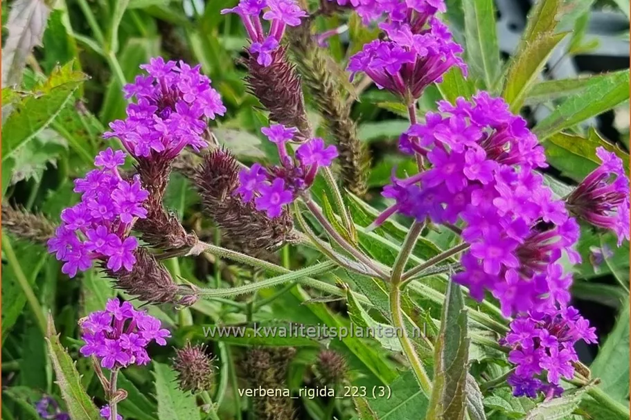 Verbena rigida