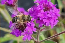 Verbena rigida