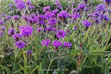 Verbena rigida
