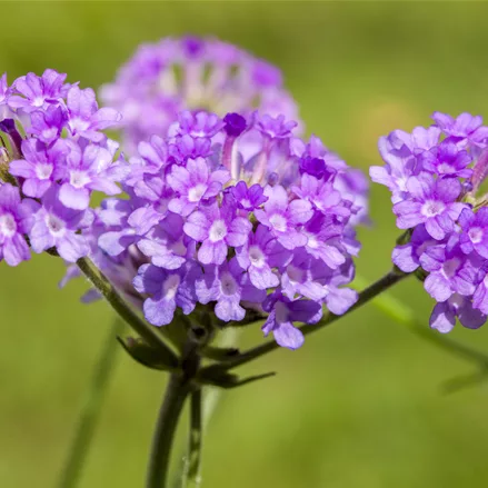 Verbena rigida